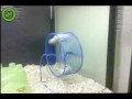 Two Hamsters, One Wheel