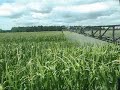 Spraying headline on corn after tassel
