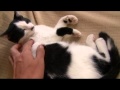 ちゃとらとはちわれ２０１１秋の保育園ちびさん