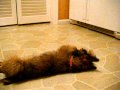 2010-03-02 | Scout112409 ~> Norwich terrier puppy ... 104 ... (<span>1:)