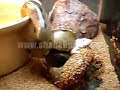 Green Anacondaالاسم العلمي : Eunectes murinusالتوزيع : المناطق الاستوائية في امريكا الجنوبية وتشمل البيرو البرازيل والترنداد وكولومبياقد يكون البعض سمع عنها وعرفها عن طريق فيلم اناكوندا والذي انتج عام 1997 ولكن احب اقولكم ان الأناكوندا من الثعابين المعروفة بكبر حجمها .والانكوندا تتبع فصيلة البواءات كما انها تعتبر اكبر ثعبان في العالم وقد يصل وزنها الى 250كغ وطولها الى 10 امتار كحد اقصى اما قريبتها الانكوندا الصفراء فهي اصغر حجما ولا يتجاوز طولها المترين وهي تعيش في نفس القارة الامريكية الجنوبية .تعيش الأناكوندا قرب المستنقعات وهي سباحة ماهرة ورشيقة عندما تكون في المياة بينما تكون بطيئة وثقيلة الحركة حينما تكون خارج المياة .في الواقع نجد ان الأناكوندا العملاقة غالبا ماتكون انثى إذ ان الاناث تفوق الذكور في الحجم وتتغذى الأناكوندا على معظم الثدييات والطيور والزواحف فالكبار منها تتغذى على الطيور وسلاحف المياة العذبة والكيمن الامريكي والاليغيتور (حيوان شبية بالتمساح يعيش في القارة الامريكية) وهي تهاجم الجاكور وتبتلعة كاملا ويقال ان هناك حالات سجلت حيث قامت بافتراس البشر وبسراحة انا شخصيا تلقيت منها عضة على يدي الله لايوريكم 5 غرز.وتلد الانثى من 20-50 وتضع الصغار احياء ., عملية تزاوج تسمى باكرة التزاوج لان الذكور تلتف حول الانثى