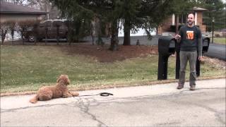 Advancing Your Obedience Commands with Suburban K9!