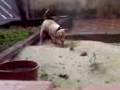 videos de Dandara brincando na areia pt1