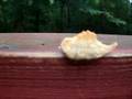 Weird Caterpillar Thingy