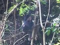 Young chimp picking his nose in Mahale NP