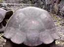 ガラパゴス諸島 サンタクルス島 チャールズ・ダーウィン研究所 (IN ECUADOR) 2