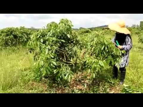 how to fertilize longan tree