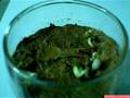 bean sprout germination