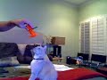 cat fan cat fan