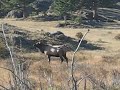 6X6 Elk giving a nice bugle