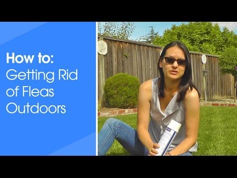 how to treat outside for fleas