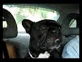 French Bulldog Backseat Driver