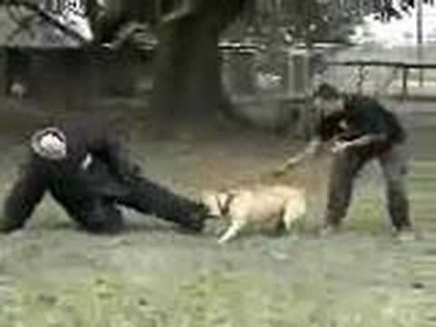 bandog