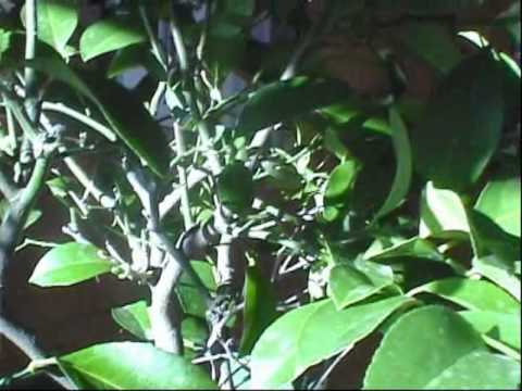 how to fertilize meyer lemon tree