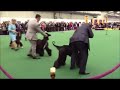 Ryder Westminster 2013