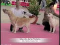 Exposición Badajoz 2009 Punto Obligatorio (Golden retrievers Hembra)