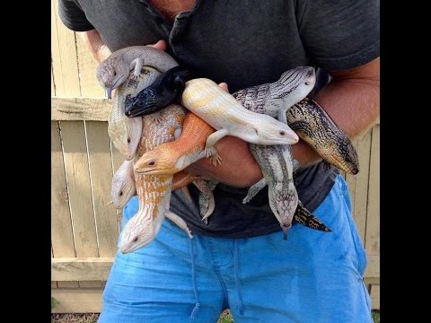 YouTube reptile video