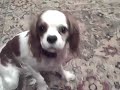 Retarded Dog
