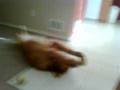 Dog's Balancing Ball Trick