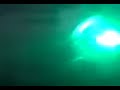 alimento vivo  para mis peces (alevines de charal)