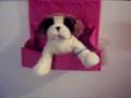 Putting My Webkinz In A Bin (My New St Bernard)