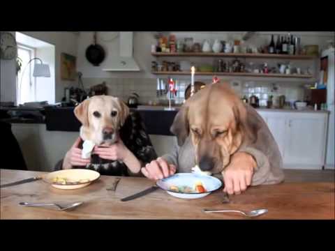 αστειο βιντεο