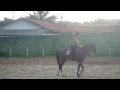 Aula Hipismo - Salto