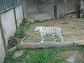 tigre blanco en el zoologico de huachipa LIMA PERU