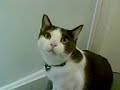 Cute Cat Cute Cat