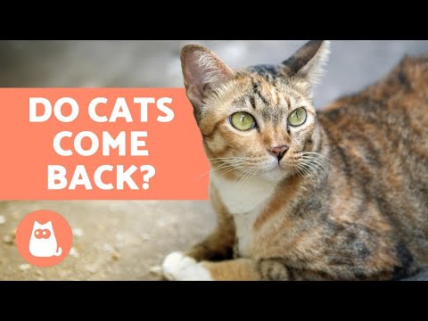 Do Cats Come Back Home If They Run Away?