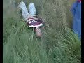 60 km/t r�v sm�k