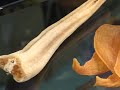Canine Caviar - www.caninecaviar.com