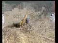 Lion Hunting Giraffe (Lion vs Giraffe)