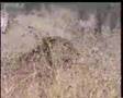 Lion Hunting Giraffe (Lion vs Giraffe)