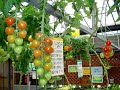 ????????????????????????????????????????????????????????????????????????????????????????????????????????song of okinawa flavored in the language & music of hawaii, beautiful song!