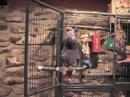 Jabba does most of his talking inside his cage.  We are trying to get him more comfortable with talking when he is out.Baby steps!This is mostly noises and whistles, a few coughs and Jabba's impression of Walter taking a phone call.