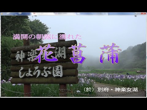 動画