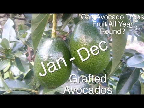 video-linktoworks-Can Grafted Avocado Trees Fruit All Year Round?