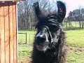 Llama Humming