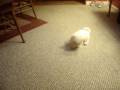 videos de Vicious!