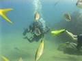 videos de Scuba Diving
