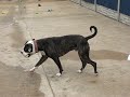 Dodge - friendly American Bulldog looking for a home