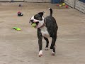 Dodge - friendly American Bulldog looking for a home