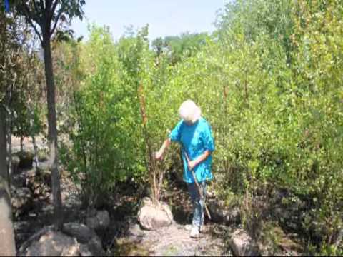 how to fertilize river birch trees