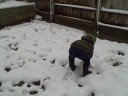 Elijah Snow Balls