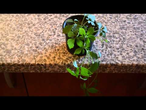 how to grow gynostemma pentaphyllum