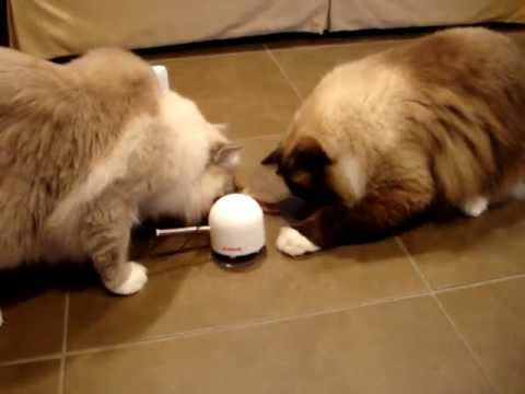 0 Frolicat TWITCH Interactive Cat Toy   Product Review by Floppycats.com