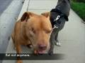 videos de Popeye off Leash