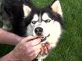Save a Husky! Featuring Nikko