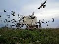 PIGEON  RACING TULCEA  BENZING RO ( porumbei voiajori ) Manele-Gratis.net
